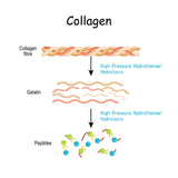 RUKEN Collagen Liquid 10 Days Pack
(10 individually wrapped packets)